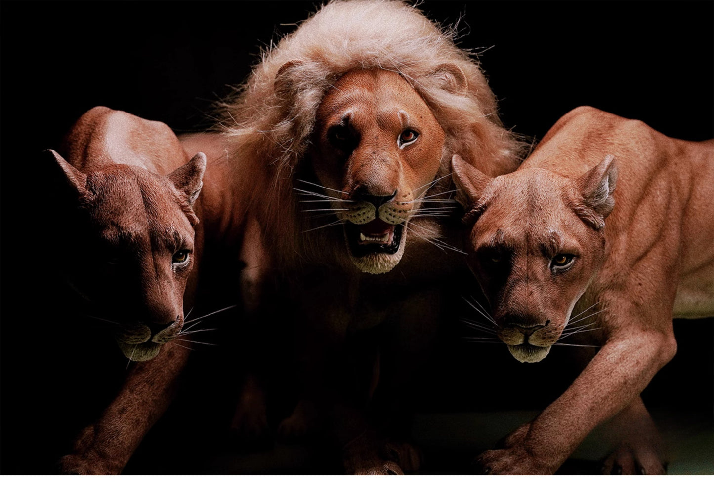 A realistic handcrafted 1/6 scale lioness resin sculpture, showcasing intricate details like its powerful build and fierce expression. Ideal for collectors and animal enthusiasts, this life-like model adds elegance to any home decor. Perfect as a gift or display piece.