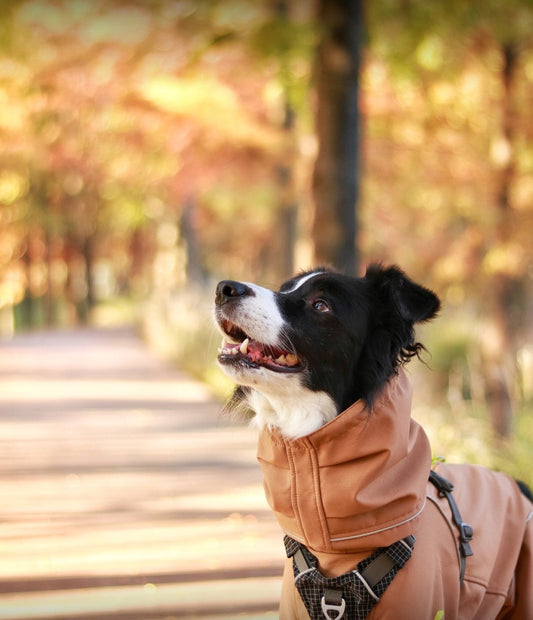 Autumn Adventures: Hiking with My Border Collie 🍁🐾