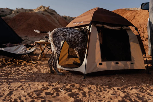 Camping in the Desert: A Man, His Dog, and the Ultimate Outdoor Adventure 🏜️🐕🌌