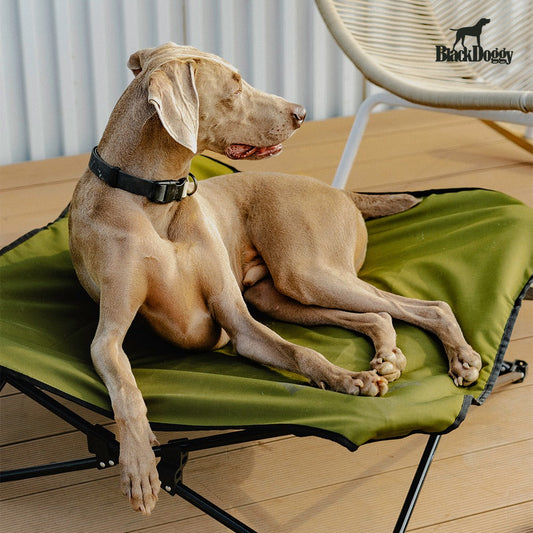 Elevate Your Pet’s Outdoor Comfort with a Folding Camping Bed 🐾
