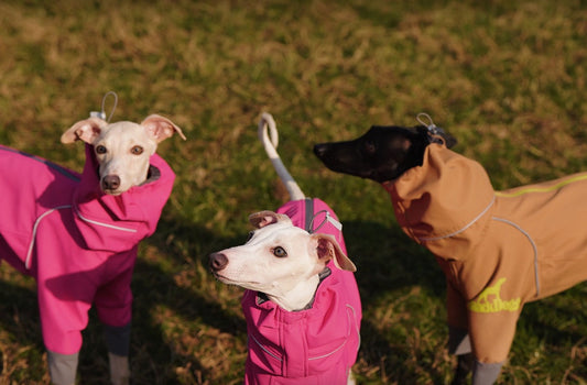 What to Keep in Mind When Taking Your Pet Outdoors?