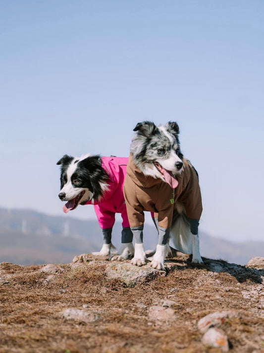 What Can You Gain from Outdoor Adventures with Your Dog? 🐾✨