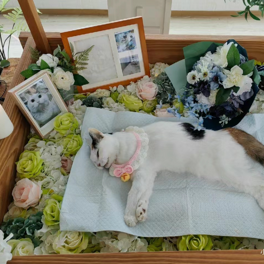 Honoring the Memory of a Beloved Pet - A Tribute of Love and Remembrance