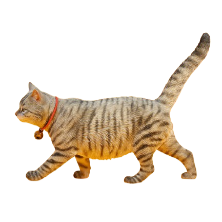 Four 1/6 scale Felis Catus 4.0 Model figurines, featuring detailed representations of different cat breeds with distinct coat colors, each wearing a red collar with a gold bell. The cats are positioned in a walking stance against a bright yellow background, showcasing their unique personalities and lifelike textures.