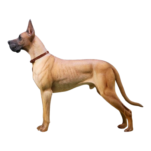 A highly detailed 1/6 scale German Great Dane model showcasing a realistic brown Great Dane standing proudly with a leather collar. The figurine captures the dog's majestic and strong presence, perfect for collectors and dog enthusiasts.