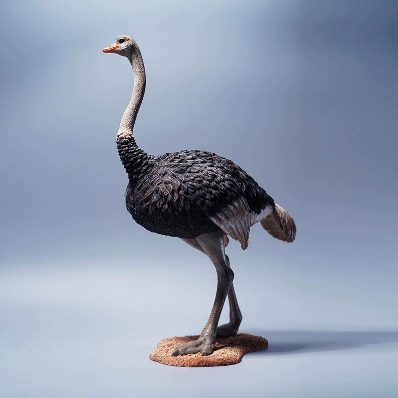 A beautifully detailed 1/6 scale ostrich model made from resin with realistic features and a platform and saddle included. Ideal for display or as a collector's item.