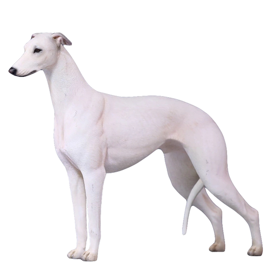A 1/6 scale Greyhound Whippet resin model featuring lifelike details and realistic textures. The figurine showcases the breed's elegant, lean build, long legs, and alert expression. In the outdoor scene, multiple Greyhound Whippets are depicted alongside a rider on horseback, highlighting the breed's graceful and athletic nature. Ideal for collectors and dog enthusiasts.