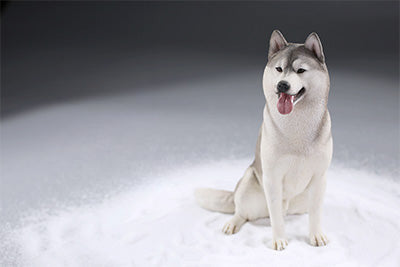 A collection of 1/6 scale Siberian Husky resin models, showcasing eight lifelike figurines with detailed fur textures and expressive faces, each in various poses and coat colors. The models include a range of colors from black and white to brown and grey, all set against a neutral backdrop.