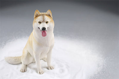 A collection of 1/6 scale Siberian Husky resin models, showcasing eight lifelike figurines with detailed fur textures and expressive faces, each in various poses and coat colors. The models include a range of colors from black and white to brown and grey, all set against a neutral backdrop.