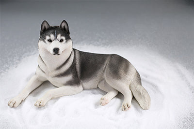 A collection of 1/6 scale Siberian Husky resin models, showcasing eight lifelike figurines with detailed fur textures and expressive faces, each in various poses and coat colors. The models include a range of colors from black and white to brown and grey, all set against a neutral backdrop.
