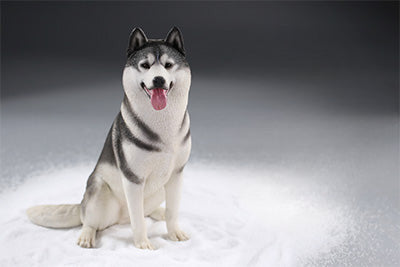 A collection of 1/6 scale Siberian Husky resin models, showcasing eight lifelike figurines with detailed fur textures and expressive faces, each in various poses and coat colors. The models include a range of colors from black and white to brown and grey, all set against a neutral backdrop.