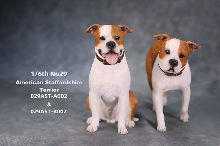 1/6 scale American Staffordshire Terrier model in various poses and colors. These detailed and realistic figurines capture the essence of the breed, perfect for collectors and enthusiasts of dog statues. Ideal for display in homes or offices.
