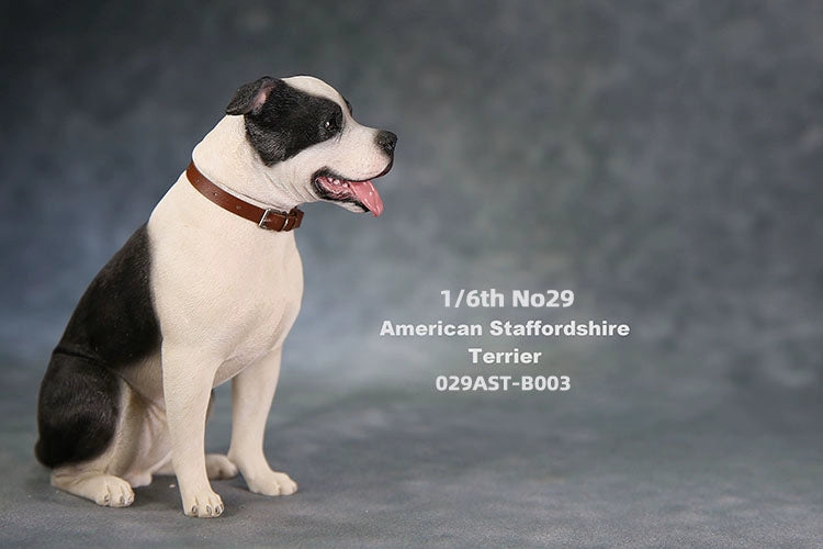 1/6 scale American Staffordshire Terrier model in various poses and colors. These detailed and realistic figurines capture the essence of the breed, perfect for collectors and enthusiasts of dog statues. Ideal for display in homes or offices.