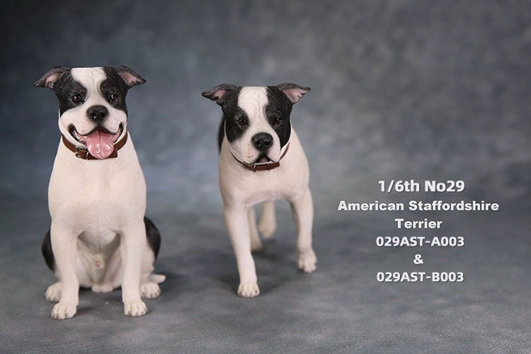 1/6 scale American Staffordshire Terrier model in various poses and colors. These detailed and realistic figurines capture the essence of the breed, perfect for collectors and enthusiasts of dog statues. Ideal for display in homes or offices.