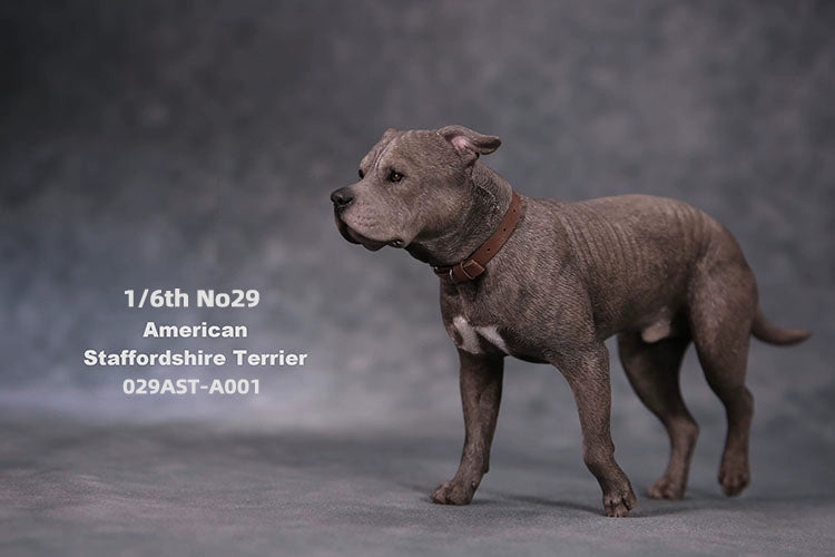 1/6 scale American Staffordshire Terrier model in various poses and colors. These detailed and realistic figurines capture the essence of the breed, perfect for collectors and enthusiasts of dog statues. Ideal for display in homes or offices.