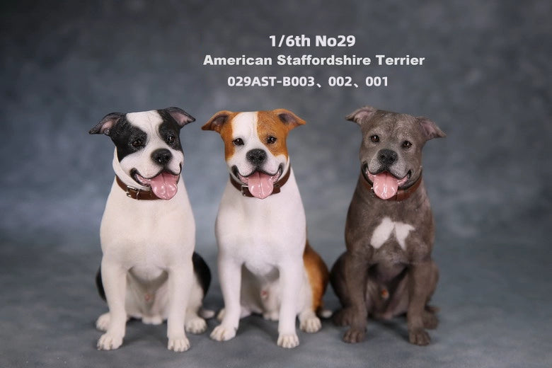 1/6 scale American Staffordshire Terrier model in various poses and colors. These detailed and realistic figurines capture the essence of the breed, perfect for collectors and enthusiasts of dog statues. Ideal for display in homes or offices.