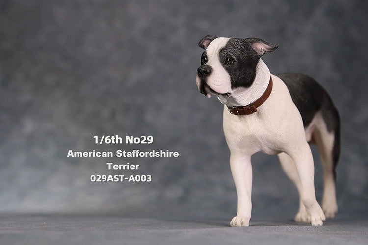 1/6 scale American Staffordshire Terrier model in various poses and colors. These detailed and realistic figurines capture the essence of the breed, perfect for collectors and enthusiasts of dog statues. Ideal for display in homes or offices.
