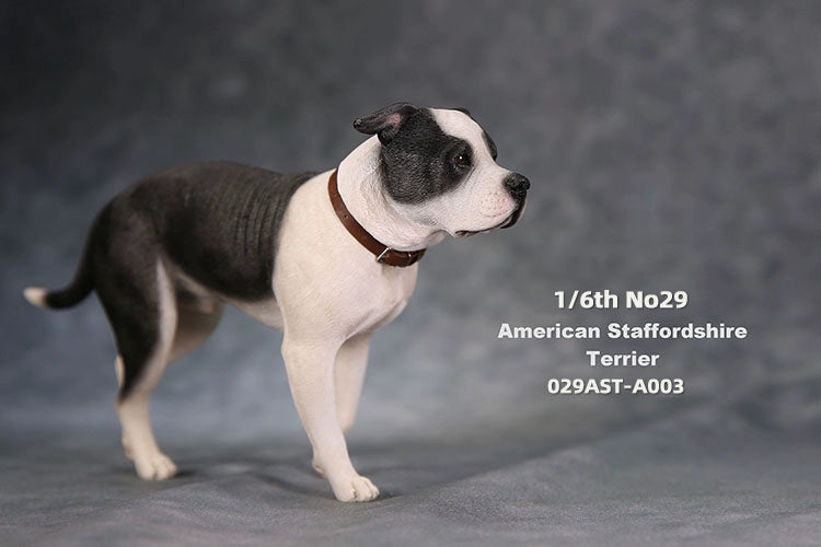 1/6 scale American Staffordshire Terrier model in various poses and colors. These detailed and realistic figurines capture the essence of the breed, perfect for collectors and enthusiasts of dog statues. Ideal for display in homes or offices.