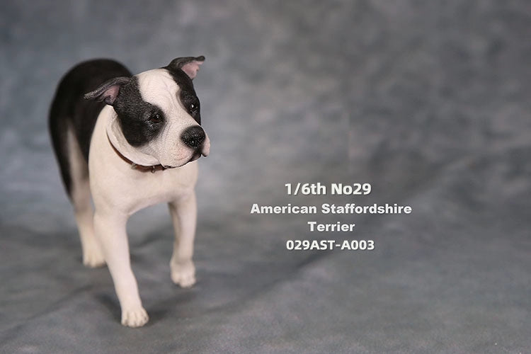 1/6 scale American Staffordshire Terrier model in various poses and colors. These detailed and realistic figurines capture the essence of the breed, perfect for collectors and enthusiasts of dog statues. Ideal for display in homes or offices.